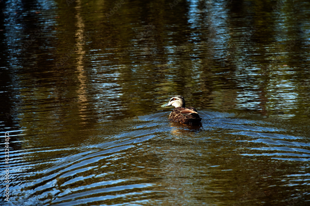 Pacific Black Duck, Sydney, Australia Pacific Black Duck, Sydney, Australia