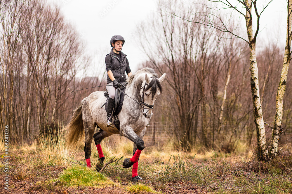 Classical dressage. Pure Spanish Andalusian horse gait. middle-aged Hispanic woman in firing school Classical dressage. Pure Spanish Andalusian horse gait. middle-aged Hispanic woman in firing school