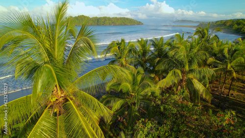 AERIAL Tropical palm trees on Pacific coast of Panama in beautiful morning light