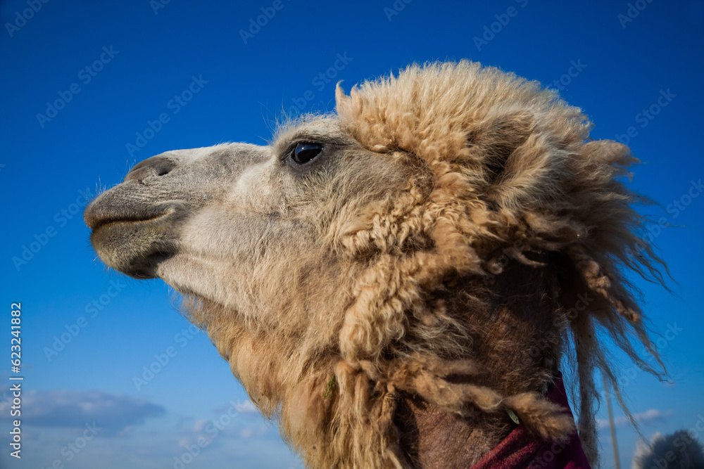 Camel's head on blue sky background. Closeup head photo. Kazakhstan, Kyzylorda province.