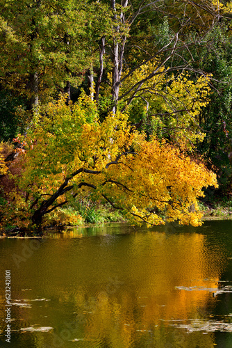 Photography Bright yellow trees near the pond in autumn
