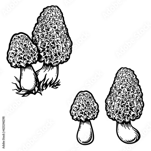 Morel mushroom. vector illustration of mushroom isolated on white background.