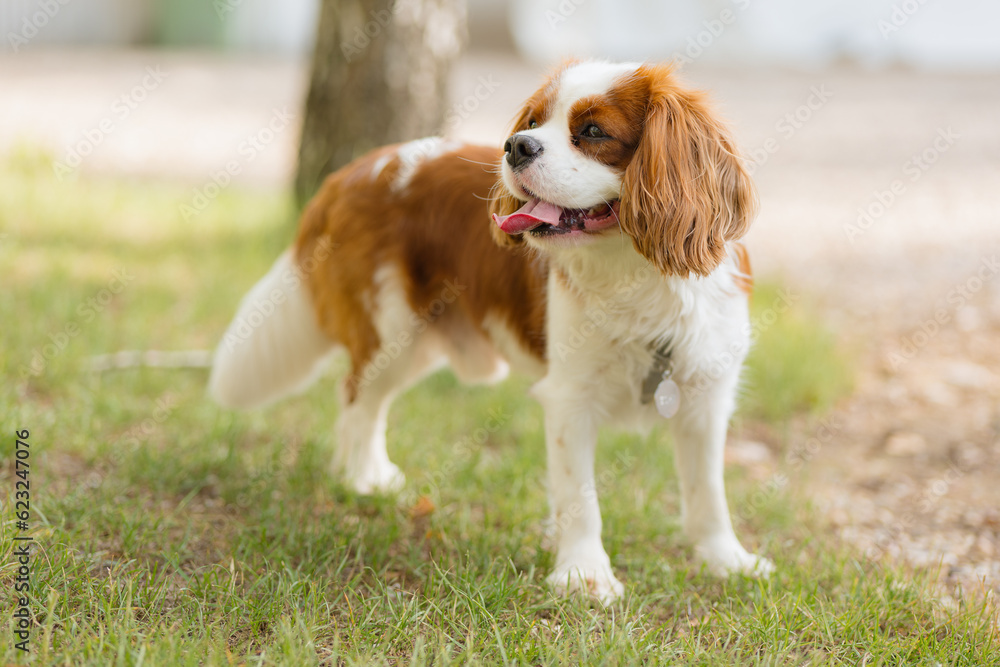 Cute Cavalier King Charles spaniel joyfully walks. Dog lies on the grass. Animal rights Cute Cavalier King Charles spaniel joyfully walks. Dog lies on the grass. Animal rights