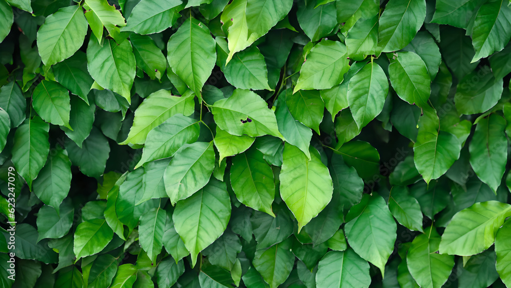 Tropical background. Foliage texture for layout composition. Tropical background. Foliage texture for layout composition.