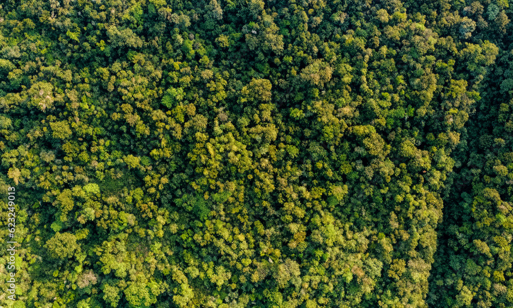 Closed forest seen from above. Scene captured from above simulating a camera by drone. Closed forest seen from above. Scene captured from above simulating a camera by drone.