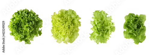 lettuce in various angles isolated on white background.