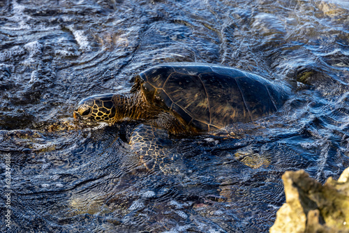 Green Sea Turtle Feeding