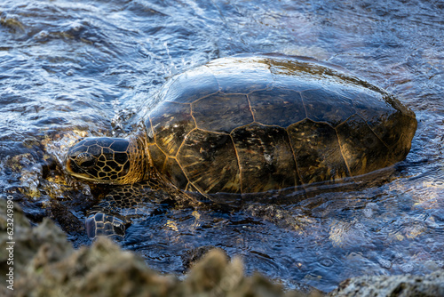 Green Sea Turtle