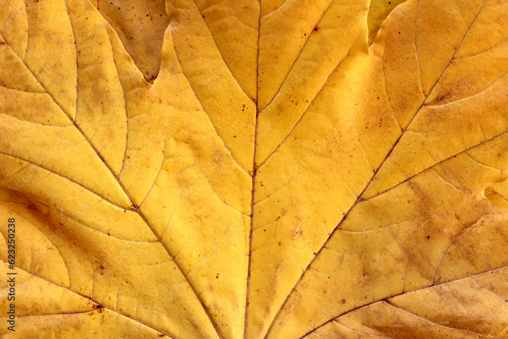 Vibrant yellow autumn maple leaves background, close up. Macro photo of fallen foliage. Concept of change of seasons, back to school, Canada Day, Thanksgiving Day, Civic Day Holiday, Victoria Day Vibrant yellow autumn maple leaves background, close up. Macro photo of fallen foliage. Concept of change of seasons, back to school, Canada Day, Thanksgiving Day, Civic Day Holiday, Victoria Day