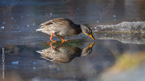 The reflection of the duck on top of the ice.