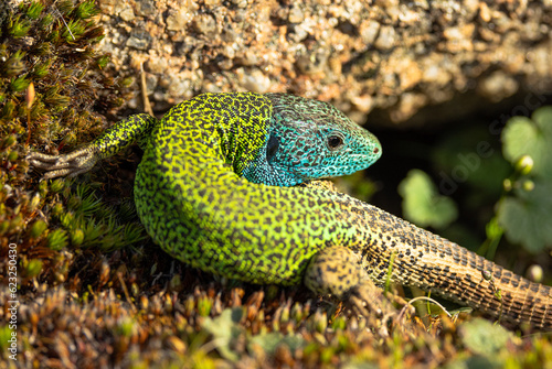 water lizard bathing the last hours of sun.