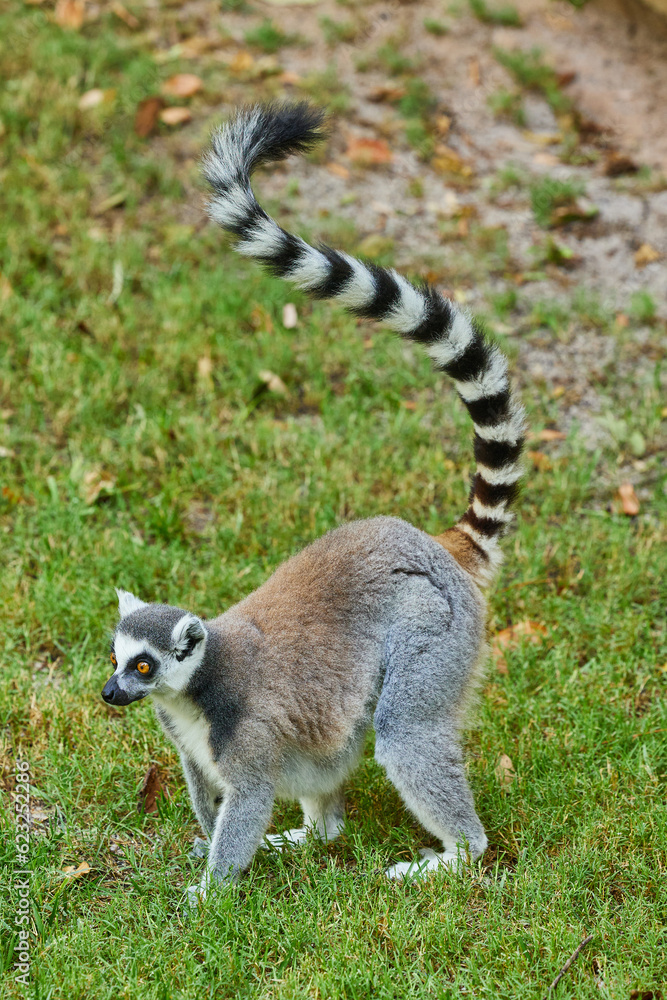 Obraz premium Ring-tailed lemur walks on the grass