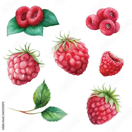  Set of Raspberries watercolor paint ilustration