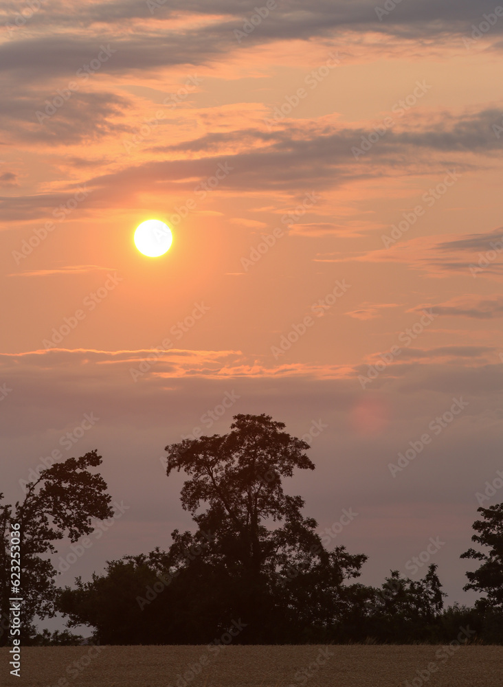 13.07.2023, Weizenfelder in der Abendsonne. Sonnenuntergang über einem Weizenfeld mit Silhouette einer Baumgruppe.