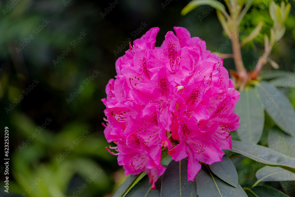 Selective focus a shrub of purple pink flowers in the garden with green leaves, Rhododendron is a very large genus of species of woody plants in the heath family, Nature floral pattern background. Selective focus a shrub of purple pink flowers in the garden with green leaves, Rhododendron is a very large genus of species of woody plants in the heath family, Nature floral pattern background.