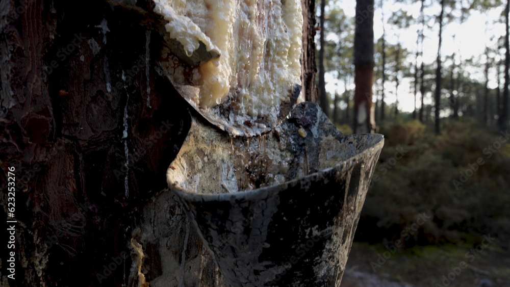 Extraction of natural resin from pine tree trunks
