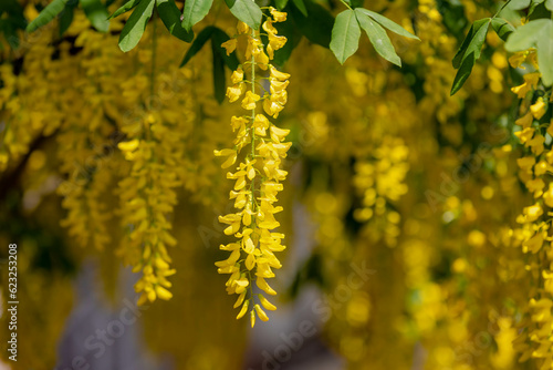 Photos Selective focus of blossoms Laburnum anagyroides (Golden chain or Golden rain) i