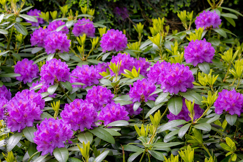 Fototapeta Naklejka Na Ścianę i Meble -  Selective focus a shrub of purple pink flower in the garden with green leaves, Rhododendron is a very large genus of species of woody plants in the heath family, Nature floral pattern background.