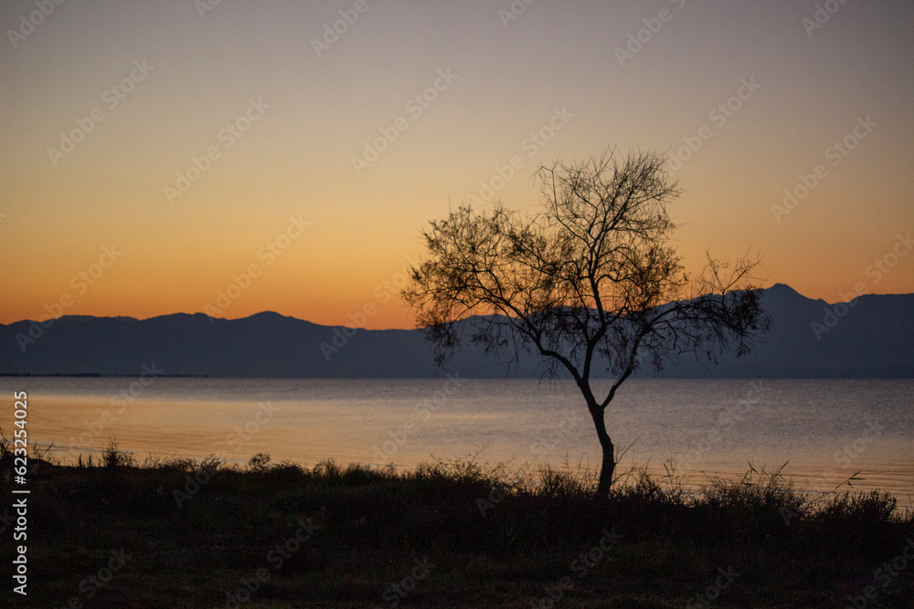 Fototapeta premium Lonely tree