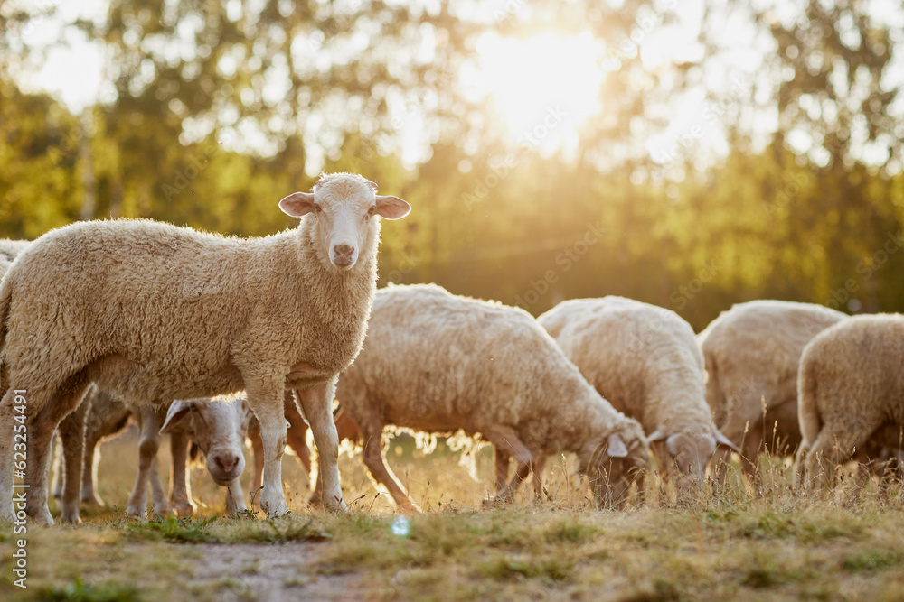 Fototapeta premium a herd of sheep walks freely on a farm on a sunny day, eco farm concept