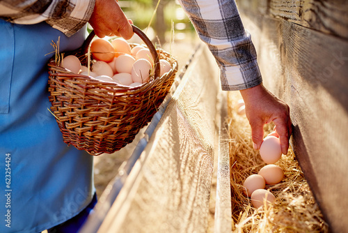 Foto farmer collects eggs at eco poultry farm, free range chicken farm