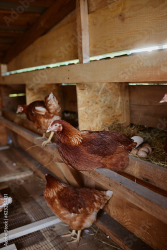hens are sitting in the henhouse at the eco poultry farm, free-range chicken farm