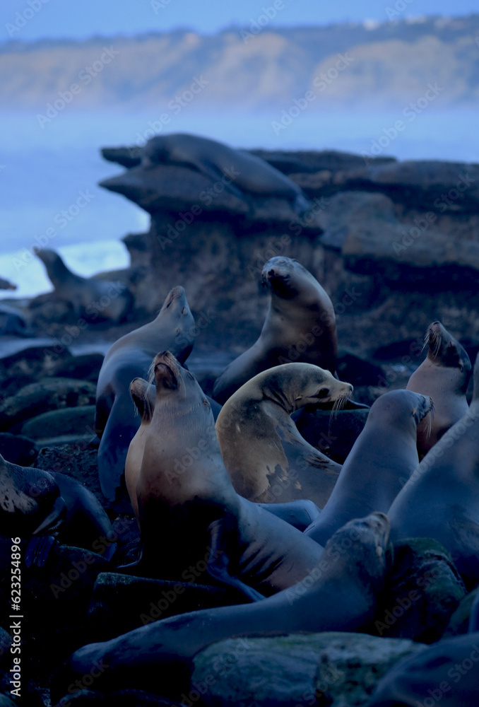 Obraz premium Sea Lions in La Jolla