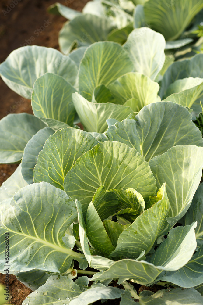 Cultivation of white cabbage in open ground. Bio cabbage. Natural gardening. Country life. Fresh cabbage close-up. Cultivation of white cabbage in open ground. Bio cabbage. Natural gardening. Country life. Fresh cabbage close-up.