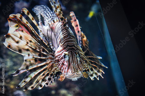 lionfish in aquarium