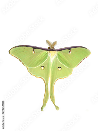 The American moon moth Actias luna on white background