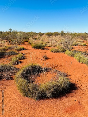 Spinifex