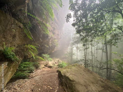 morning in the forest
