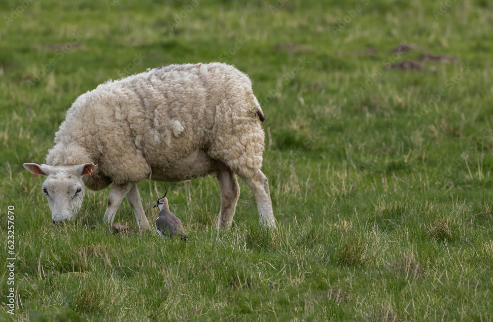 Sheep eating grass with a Lapwing standing nearby Sheep eating grass with a Lapwing standing nearby