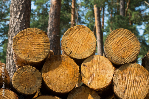 stack of pine logs against the backdrop of a pine forest.short pine logs stacked in a pile for the firebox of a wood boiler.short round logs for the background