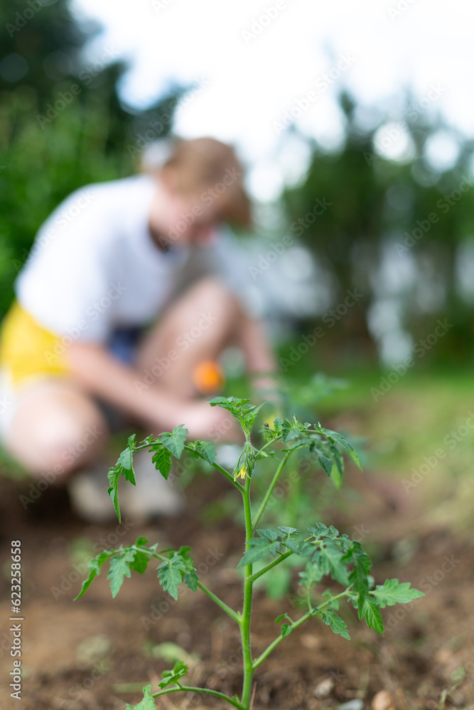 Fototapeta premium A full grown plant with a woman at the back plating in her backyard garden. 