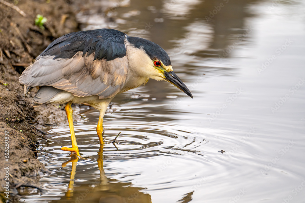 Fototapeta premium Black-crowned night heron (Nycticorax nycticorax) stands on a shallow creek and hunts.