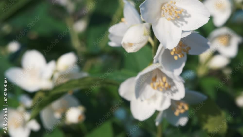 White flowers close-up. Extreme macro. Flowers are blooming in the garden. White flowers close-up. Extreme macro. Flowers are blooming in the garden.