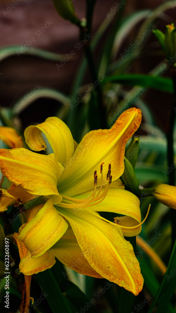 Obraz premium yellow lily flower