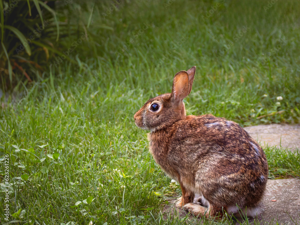 A cute wild, brown rabbit on the backyard grass, wild rabbit A cute wild, brown rabbit on the backyard grass, wild rabbit