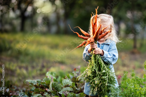Little kid blond girl holding a fresh harvested orange ripe carrots in his hands in domestic garden