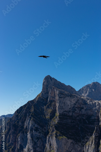 Bird in flight 