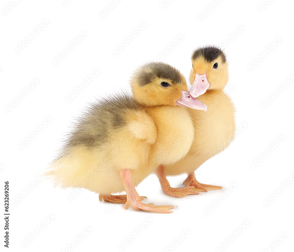 Baby animals. Cute fluffy ducklings on white background