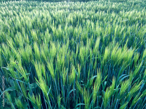 Background of a beautiful field with ripening rye. Rye close-up with copyspace