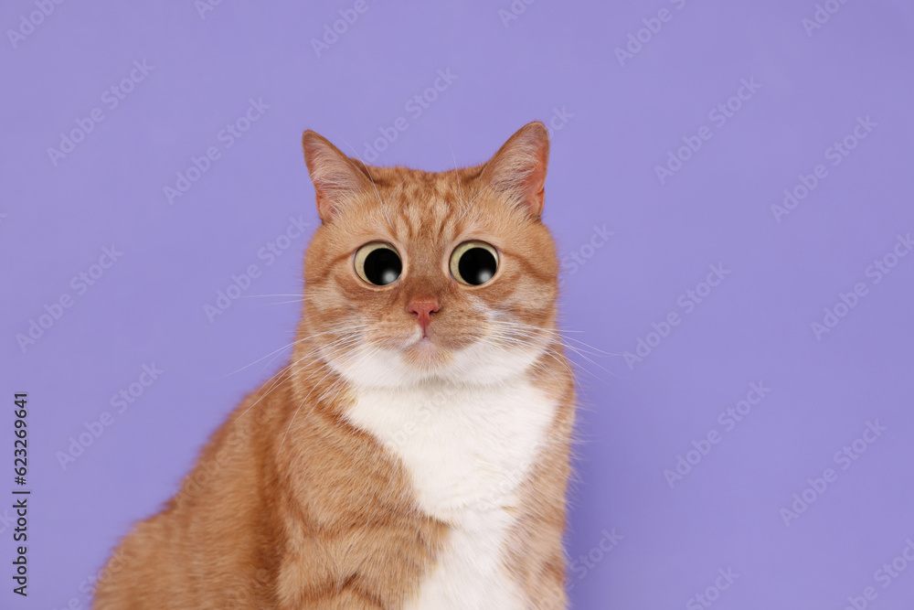 Funny pet. Cute surprised cat with big eyes on purple background