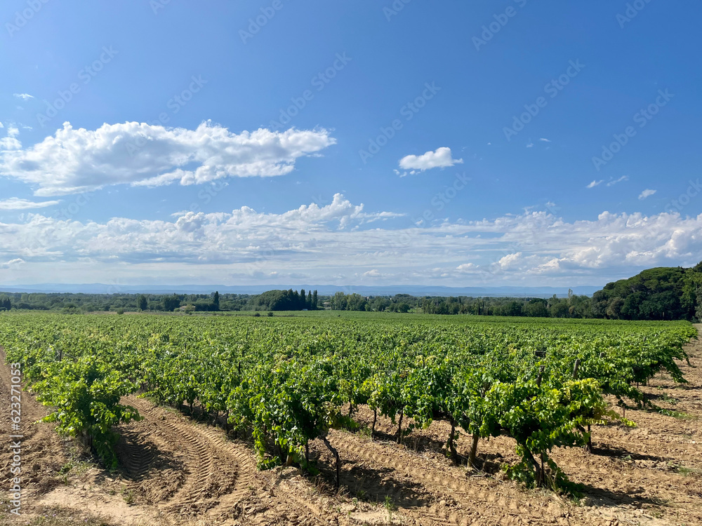 Ripening Vitis vinifera grapes on the field