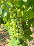 Ripening Vitis vinifera grapes on the field