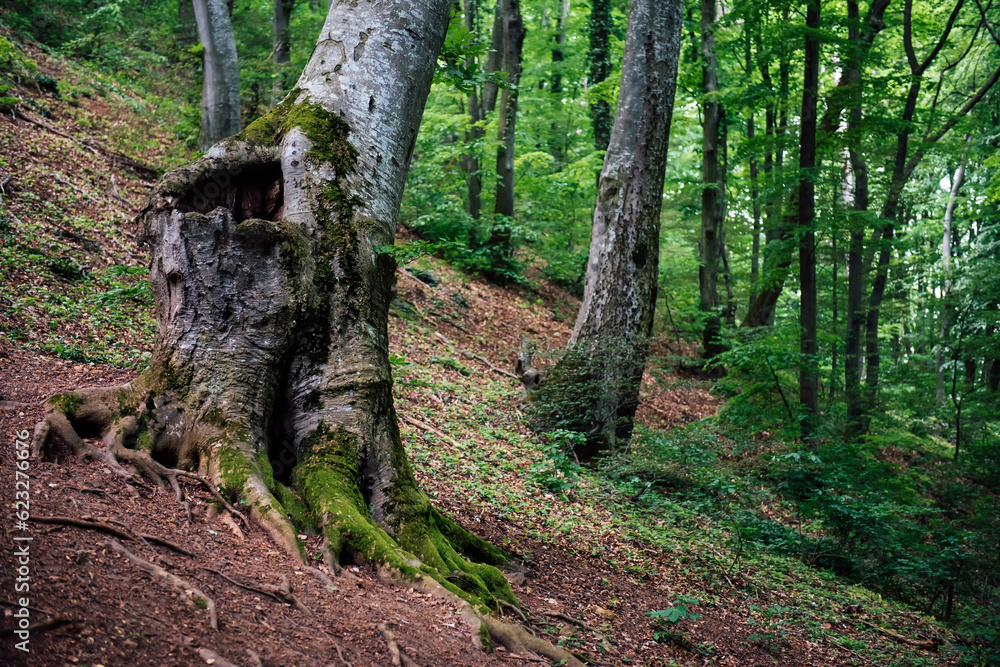 Atmospheric photo of a green spring forest consisting of European beech. Natural natural background Atmospheric photo of a green spring forest consisting of European beech. Natural natural background
