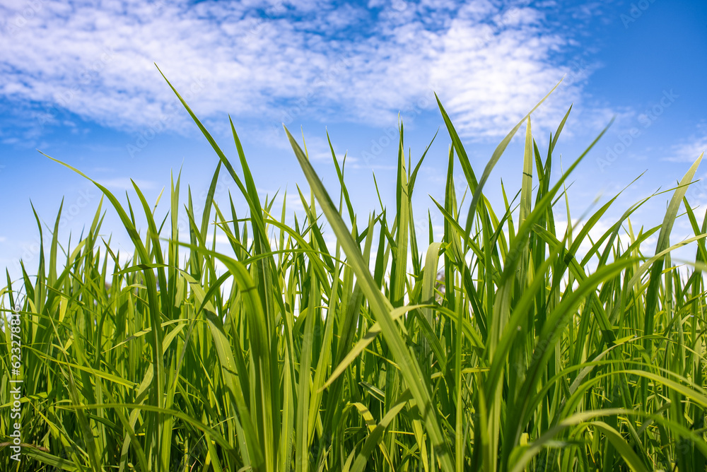 Time-Lapse of rice field with blue sky background at sunny day. Time-Lapse of rice field with blue sky background at sunny day.