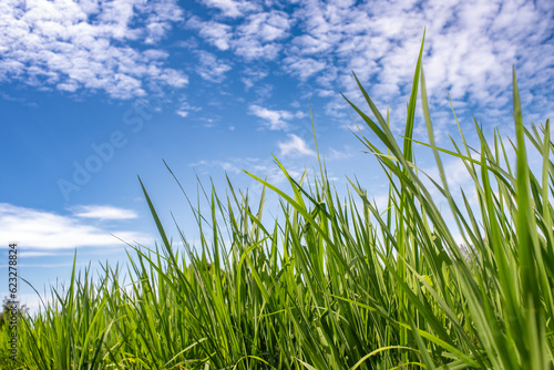 Time-Lapse of rice field with blue sky background at sunny day.