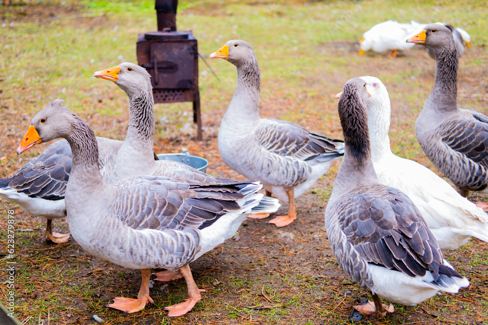Domestic geese graze. Geese in a courtyard. Free range poultry farming Domestic geese graze. Geese in a courtyard. Free range poultry farming